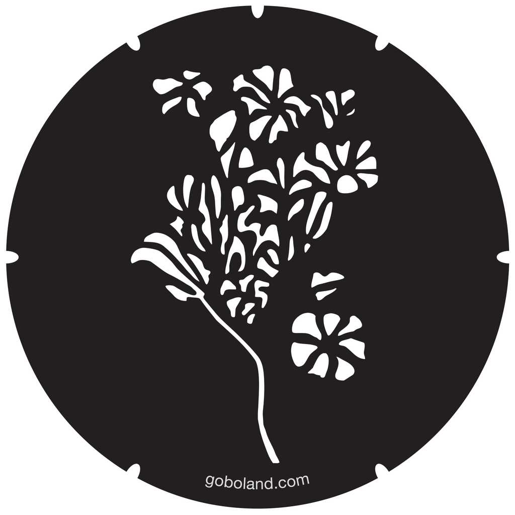 2 260 058 - Morning Glory